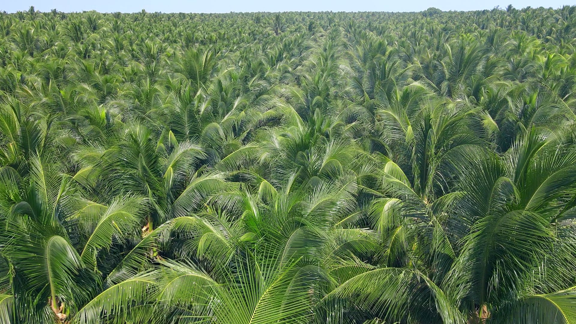 rita cooperative coconut area located in ben tre 3