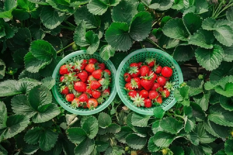 strawberries nature s sweet and healthy treasures 3