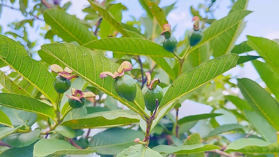 Guava fruit in Mekong Delta